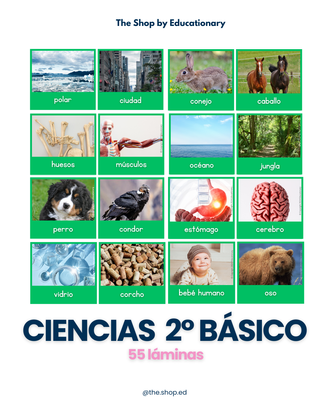 LÁMINAS: Set 55 láminas ciencias 2°Básico en español (Imágenes reales)