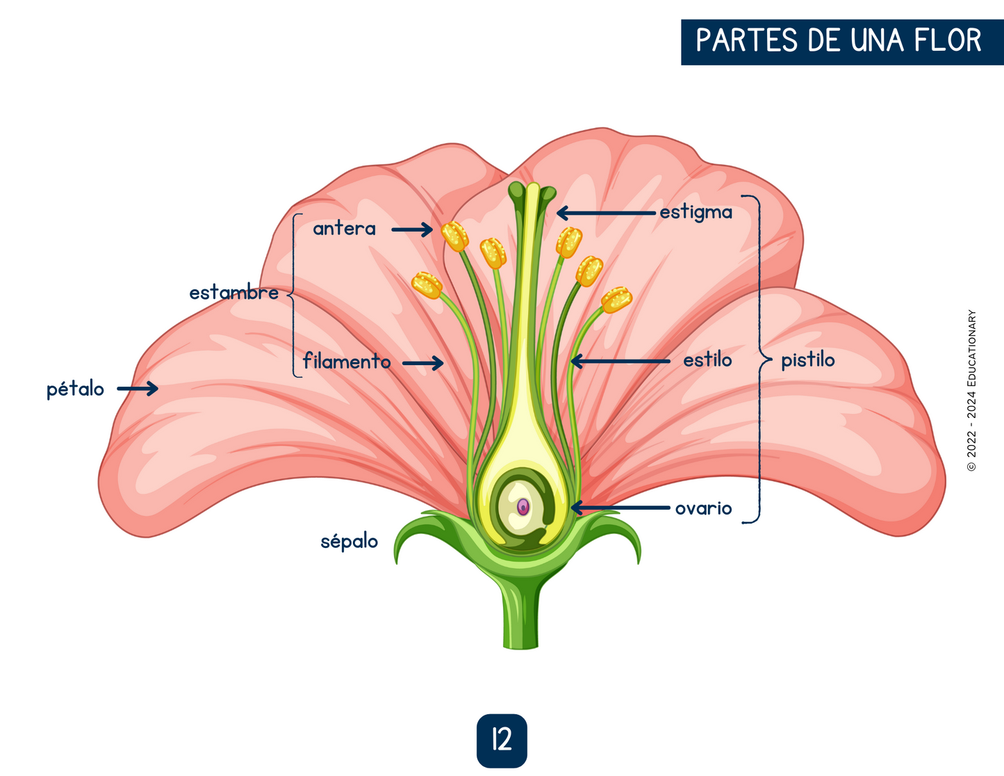 DICCIONARIO DE IMÁGENES - CIENCIAS 3° BÁSICO